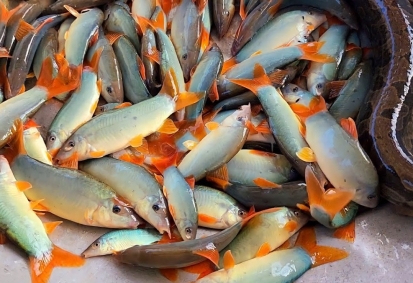 Đa dạng loại cá nước ngọt từ nhà hàng Hai Lúa quận 5