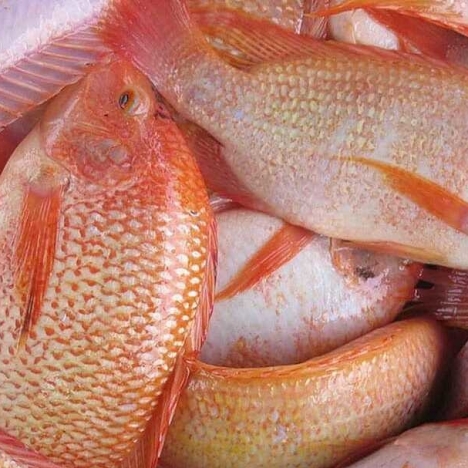 Cá Diêu Hồng