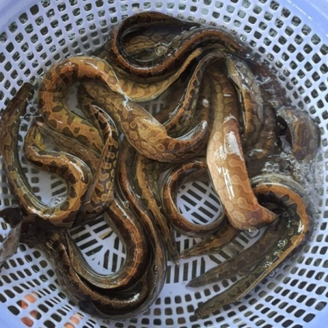Trạch lấu 