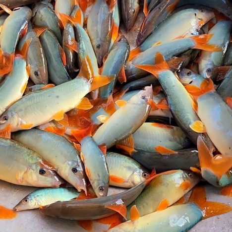 Cá heo nước ngọt